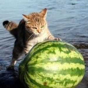 Meet your Posher, Marlene